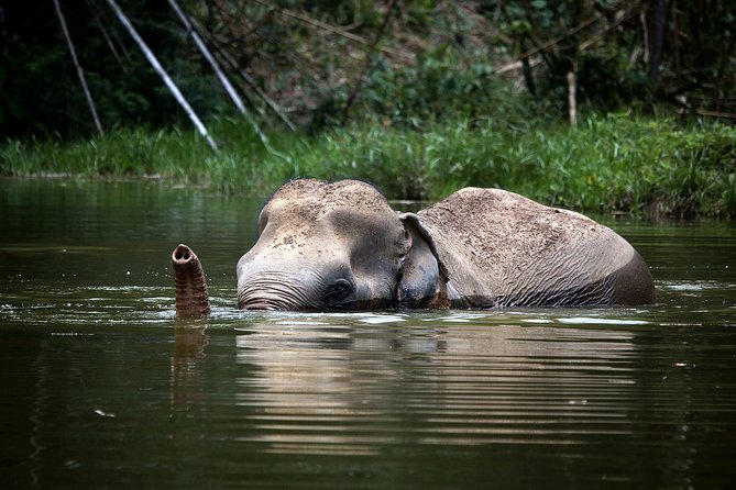 A Morning with the Elephants at Phuket Elephant Sanctuary - A short introduction before the jungle walk