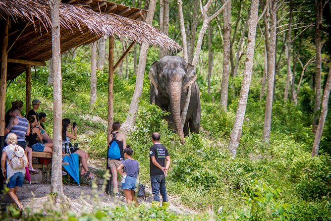 A Morning with the Elephants at Phuket Elephant Sanctuary - What the elephant stories add