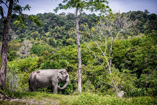 A Morning with the Elephants at Phuket Elephant Sanctuary - A vegetarian buffet that earns its place