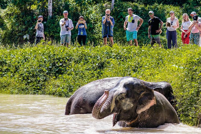 A Morning with the Elephants at Phuket Elephant Sanctuary - Who should book this morning