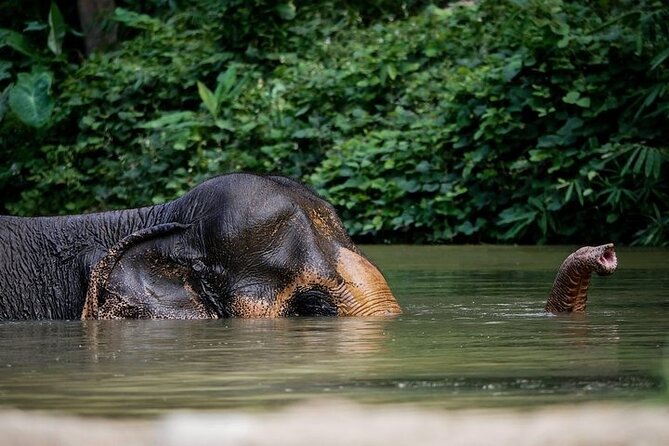An Afternoon with the Elephants at Phuket Elephant Sanctuary - A sanctuary visit, not an elephant show