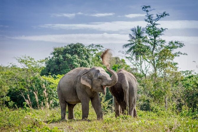 An Afternoon with the Elephants at Phuket Elephant Sanctuary - From the welcome area to the canopy walkway