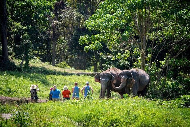 An Afternoon with the Elephants at Phuket Elephant Sanctuary - Snacks, soda, and a vegetarian Thai buffet