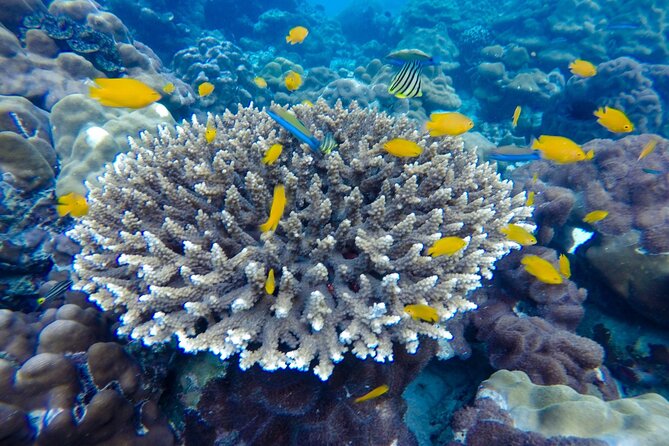 Best of Phi Phi Islands Snorkeling Tour from Phuket - What the price covers, and what it does not