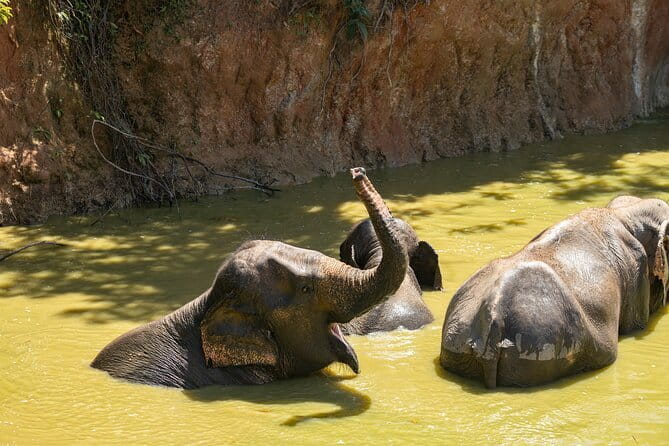 Elephant Nature Experience with Lunch at Bukit Elephant Park - A quieter kind of elephant encounter