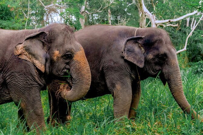 Elephant Nature Experience with Lunch at Bukit Elephant Park - Timing, transport and what to bring
