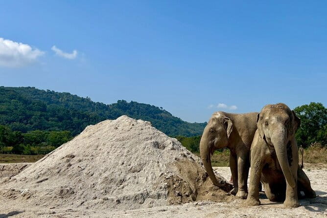 Elephant Nature Experience with Lunch at Bukit Elephant Park - Does $87.61 feel like good value?