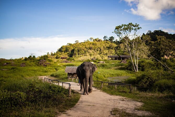 Elephant Nature Experience with Lunch at Bukit Elephant Park - Lunch with a view