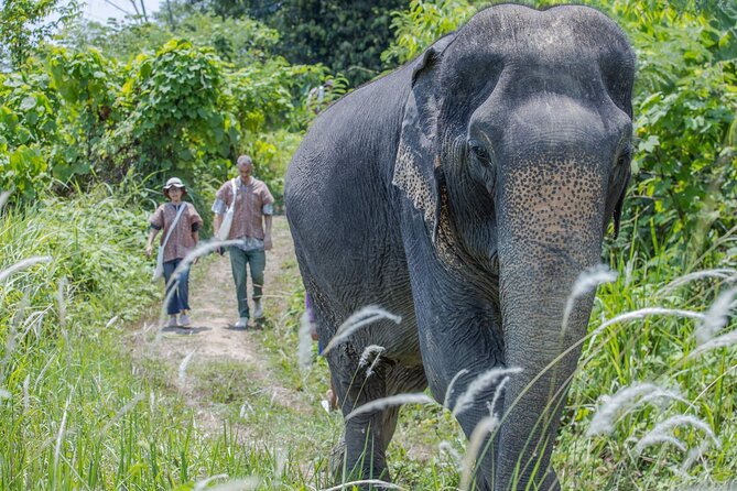Elephant Sanctuary Small Group Tour in Phuket - Pickup, welcome, and the drive uphill