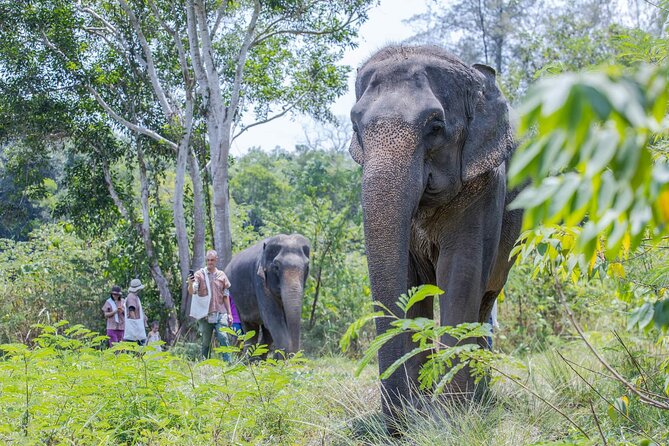 Elephant Sanctuary Small Group Tour in Phuket - Refreshments, lunch, and the return trip