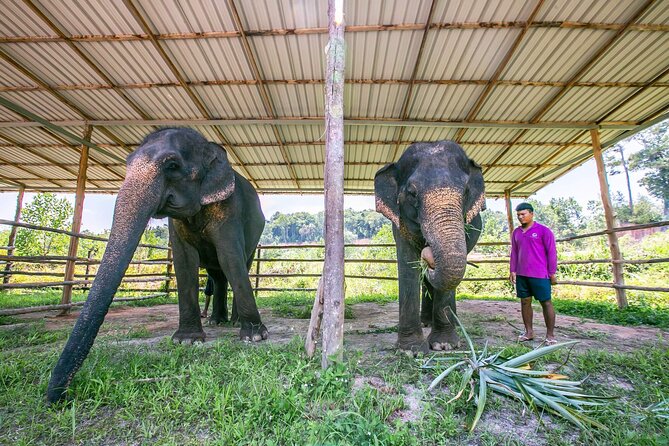 Elephant Sanctuary Small Group Tour in Phuket - Is $97.83 good value?