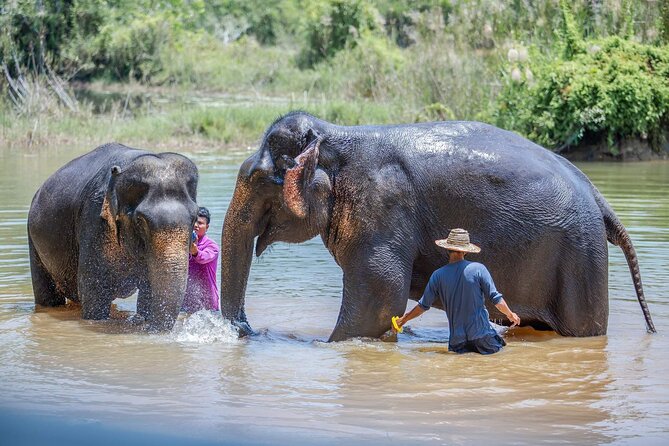 Elephant Sanctuary Small Group Tour in Phuket - Should you book the Phuket elephant sanctuary tour?