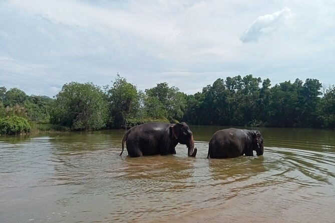 Elephant Sanctuary Small Group Tour in Phuket - Cooking class and lunch add a second act