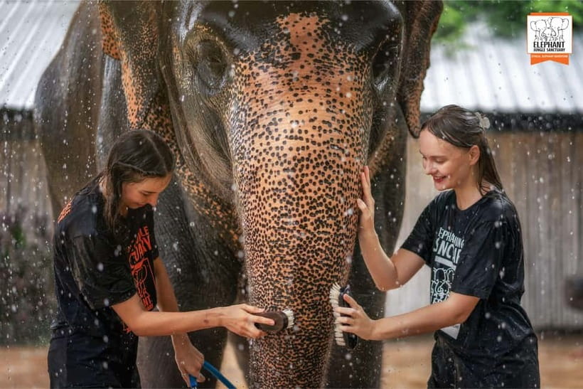 From Phuket: Elephant Jungle Sanctuary Feed and Shower Trip - What to know before you go