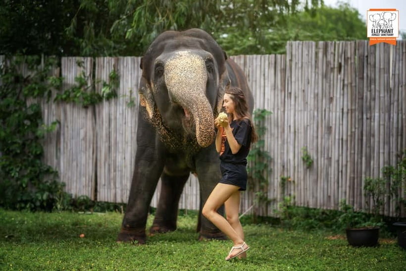From Phuket: Elephant Jungle Sanctuary Feed and Shower Trip - Feeding time is the easiest way to connect