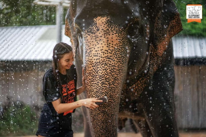 From Phuket: Elephant Jungle Sanctuary Feed and Shower Trip - Is $61 a fair price for 90 minutes?