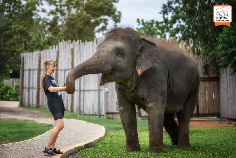 From Phuket: Elephant Jungle Sanctuary Feed and Shower Trip - Start with a guide’s introduction