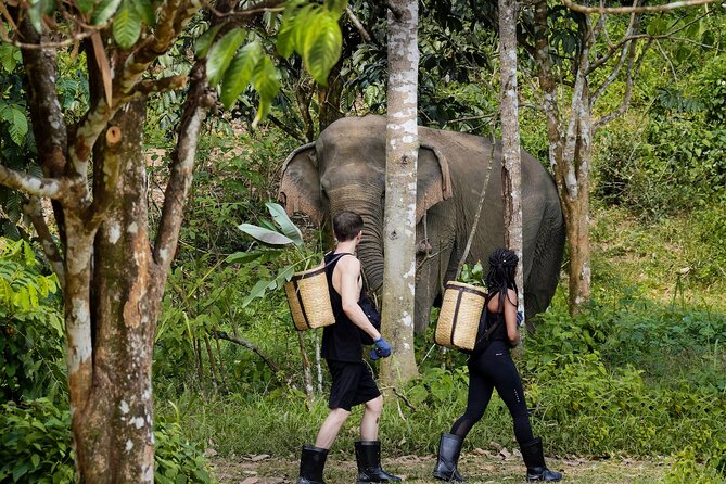 Full-Day Phuket Elephant Sanctuary Tour with Lunch and Dinner - At a glance