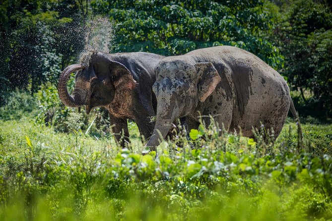 Full-Day Phuket Elephant Sanctuary Tour with Lunch and Dinner - Start with the story behind the sanctuary
