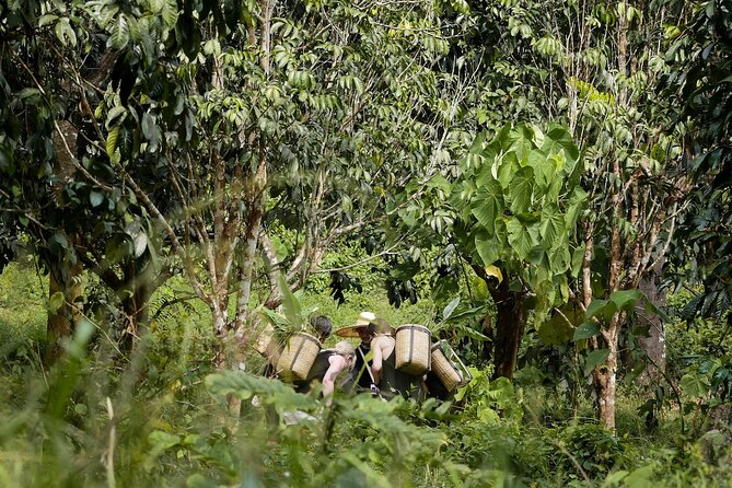 Full-Day Phuket Elephant Sanctuary Tour with Lunch and Dinner - Prepare food and meet the elephants more closely