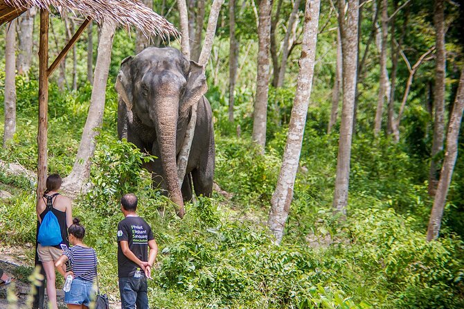 Full-Day Phuket Elephant Sanctuary Tour with Lunch and Dinner - Who will get the most from this visit