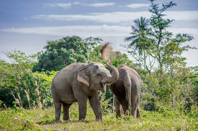 Full-Day Phuket Elephant Sanctuary Tour with Lunch and Dinner - Learn how elephants communicate