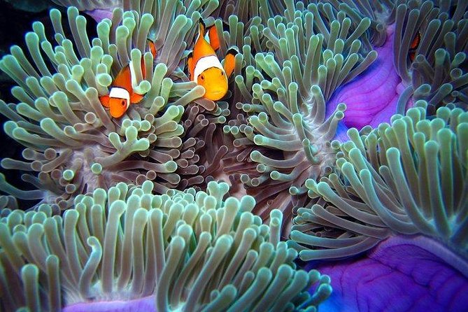 Full-Day Racha Noi and Racha Yai Snorkeling from Phuket - The boat suits a mixed group, with one important caveat
