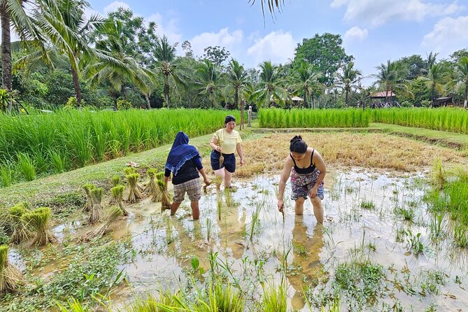 Old Phuket Farm Ticket - Countryside Local Life Culture - Meeting buffaloes and learning about farm work