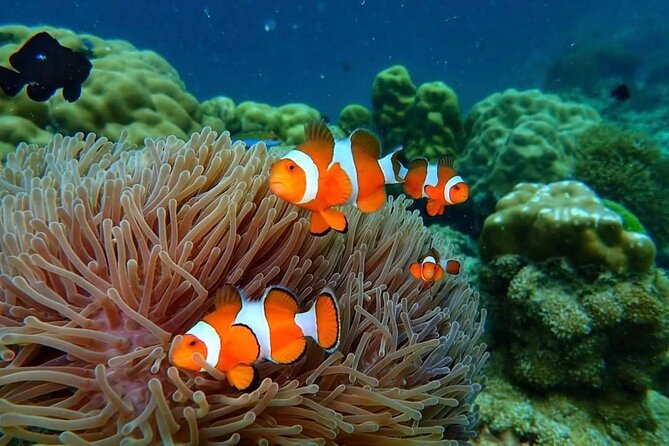 Phi Phi & Bamboo Islands Snorkeling Tour w/ Fins by Speedboat - Snorkeling near Viking Cave