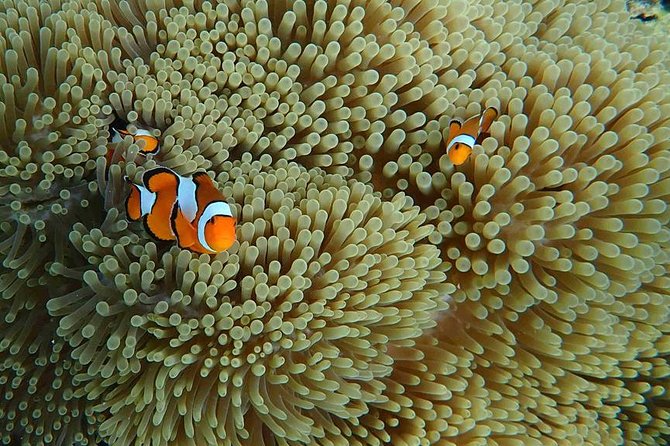 Phi Phi, Maiton, Khai Island Sunset Romantic Trip By Phuket Seahorse Marine - Should you book it?