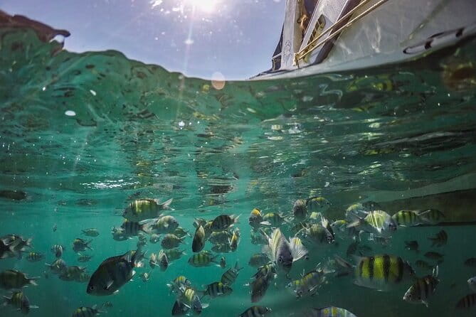Phi Phi with Maya and Bamboo Island Day Trip by Speedboat - Monkey Beach and Viking Cave are mostly boat-side sights