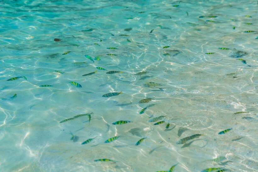 Phuket: 3 Khai Islands Relax & Snorkeling Half/Full Day Tour - Should you book the Khai Islands tour?
