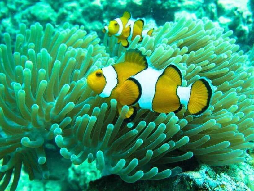 Phuket: 3 Khai Islands Relax & Snorkeling Half/Full Day Tour - Khai Nai: beach time and fish close to shore