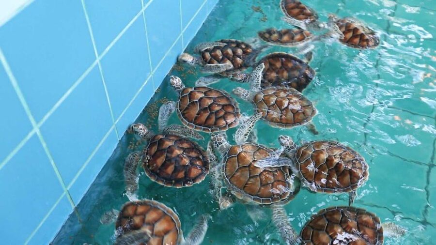 Phuket: Bamboo Rafting, Monkey Cave, and ATV Option - The day at a glance