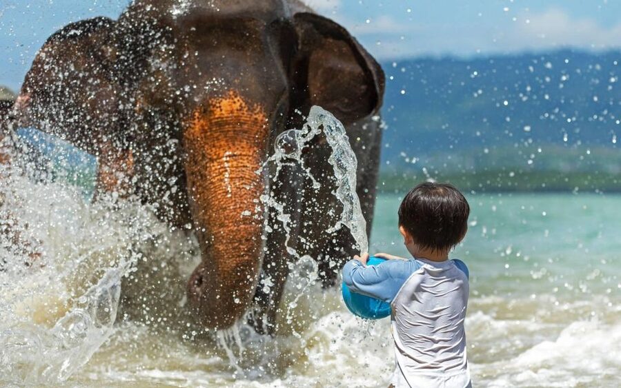 Phuket:Beach walk with elephants, rain & care. 2.5 hours - Should you book the beach walk?