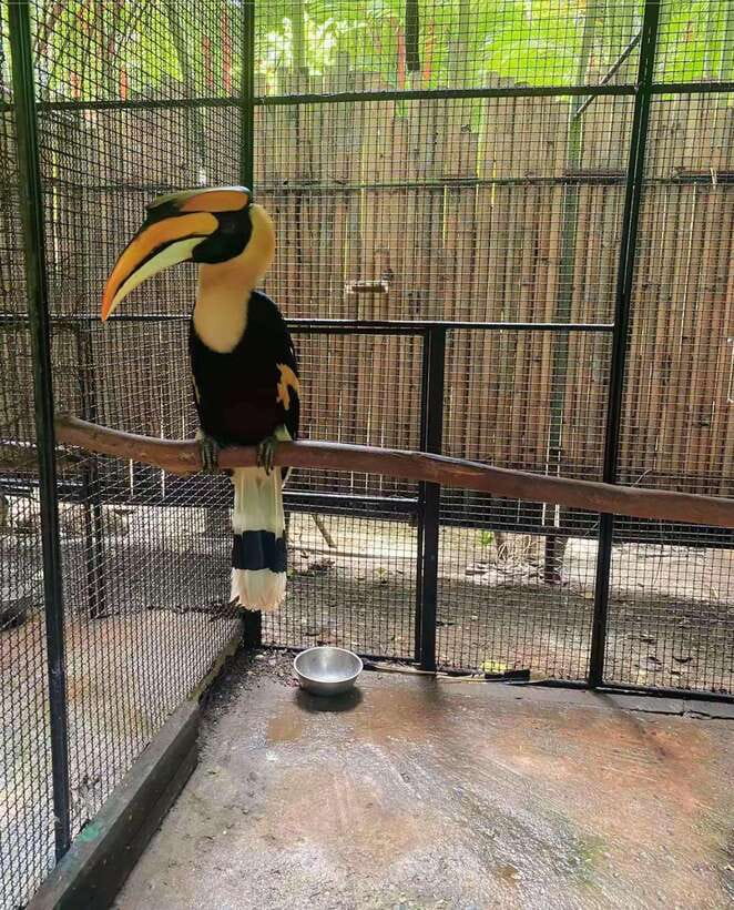 Phuket: Bird Park Entry Ticket - What the ticket includes, and what it does not spell out