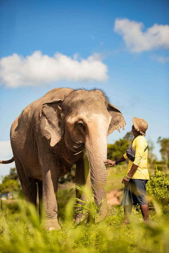 Phuket: Bukit Elephant Park Sanctuary Walk and Feed Tour - What to know before you book