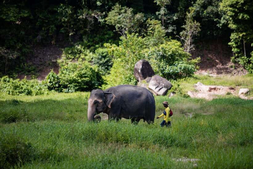 Phuket: Bukit Elephant Park Sanctuary Walk and Feed Tour - A sanctuary visit built around observation