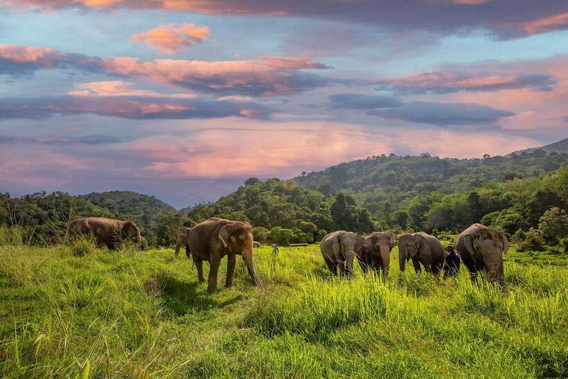 Phuket: Bukit Elephant Park Sanctuary Walk and Feed Tour - Bananas, elephant stories, and a walk