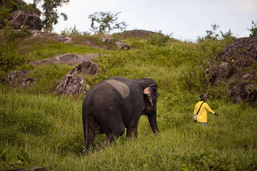 Phuket: Bukit Elephant Park Sanctuary Walk and Feed Tour - Comfort, weather, and photography