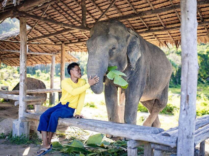 Phuket: Bukit Elephant Park Sanctuary Walk and Feed Tour - Should you book this elephant walk?