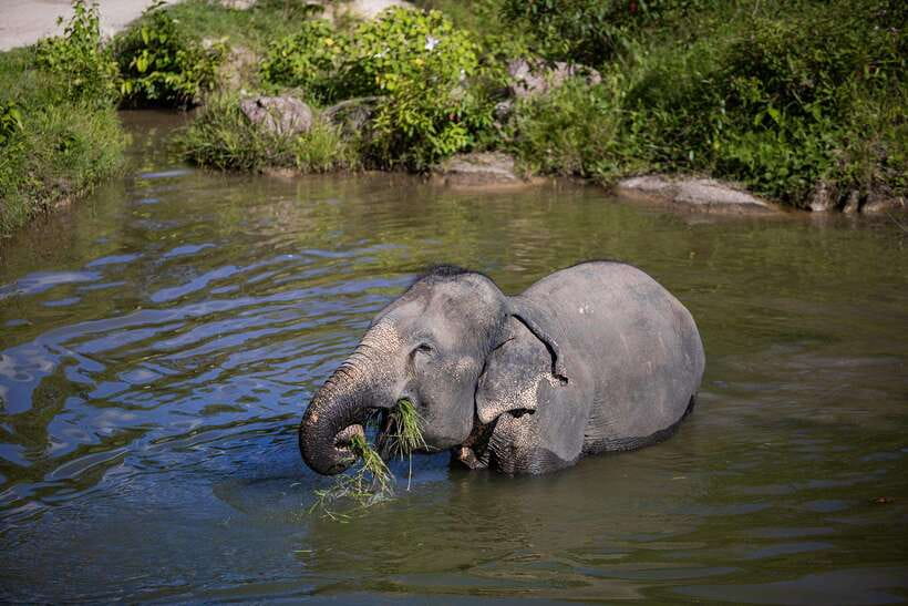 Phuket: Bukit Elephant Park Sanctuary Walk and Feed Tour - FAQ