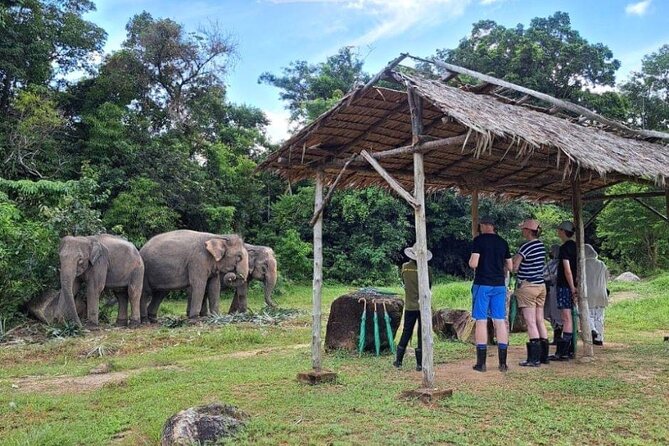 Phuket City Tour & Elephant Sanctuary – Town, Temple, Food & View - A small group helps, but clear pickup details matter