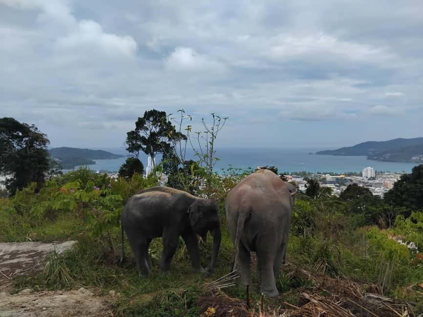 Phuket: Eco Guided Tour at Elephant Sanctuary - What makes this elephant visit different