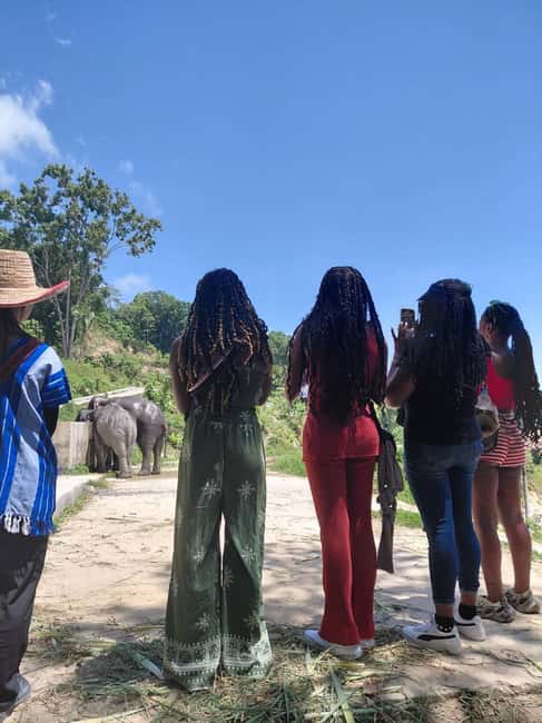Phuket: Eco Guided Tour at Elephant Sanctuary - A short visit with a clear purpose