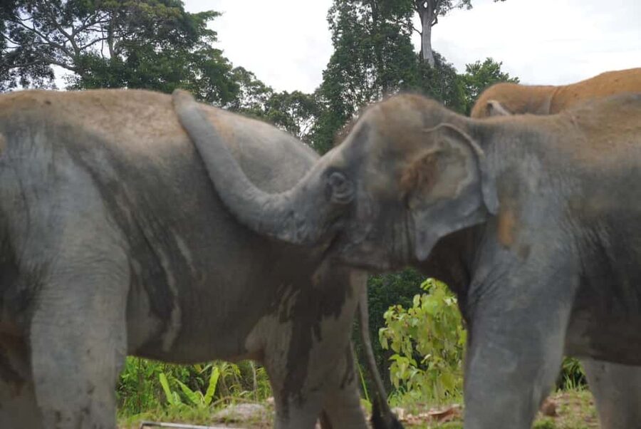 Phuket: Eco Guided Tour at Elephant Sanctuary - Meeting the elephants in their setting