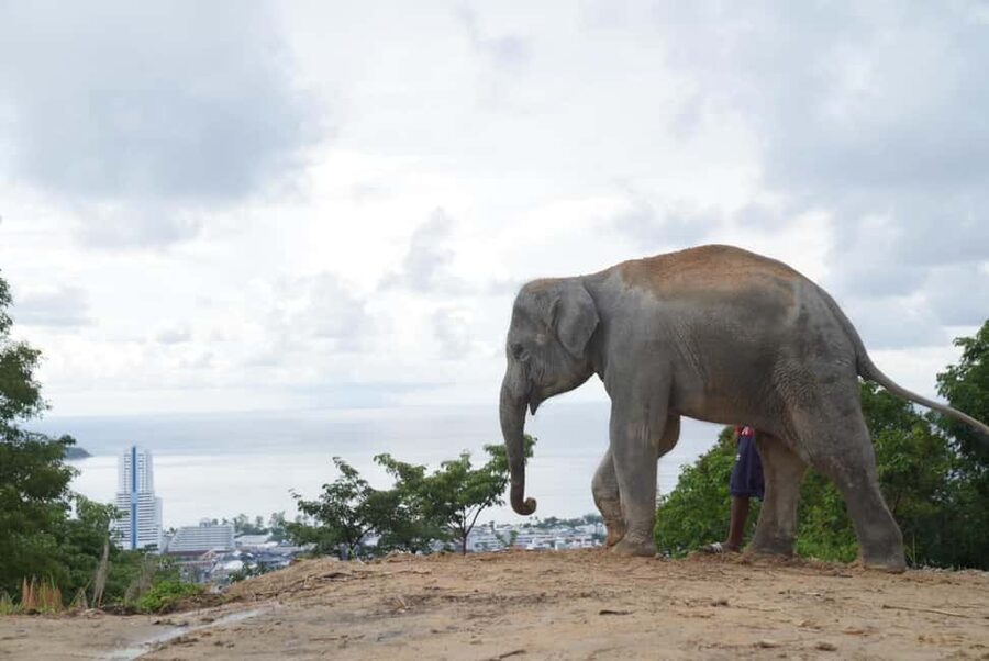 Phuket: Eco Guided Tour at Elephant Sanctuary - What $32 covers, and what it does not