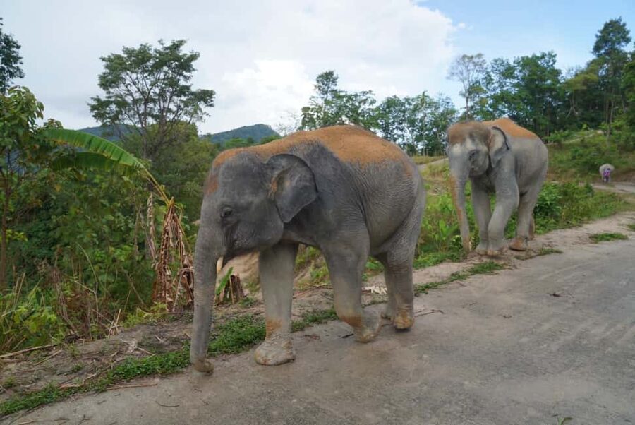 Phuket: Eco Guided Tour at Elephant Sanctuary - Who should book this Phuket sanctuary visit