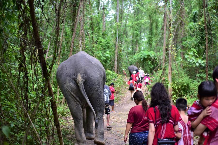Phuket: Elephant Experience with Lunch or Dinner and Pickup - A jungle walk with the elephants