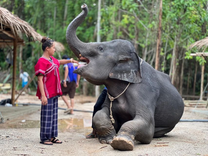 Phuket: Elephant Experience with Lunch or Dinner and Pickup - Thai buffet and the ride back